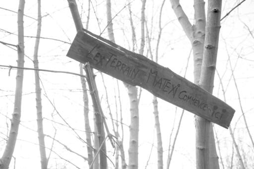 Peut être une image en noir et blanc de nature et arbre