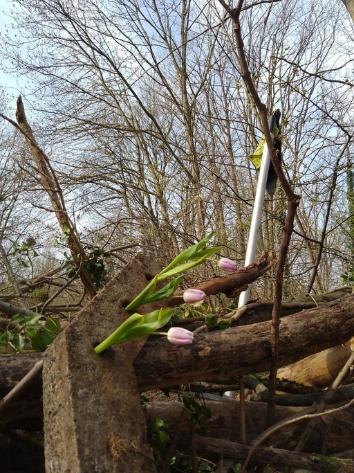 May be an image of flower, tree and nature