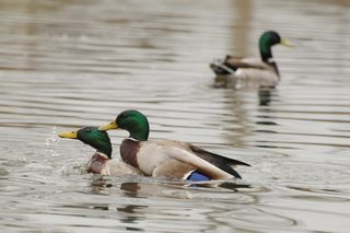 canards